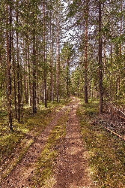 Strada forestale sotto i raggi del sole al tramonto. Corsia che attraversa la foresta decidua estiva all'alba o all'alba. Bagliore del sole