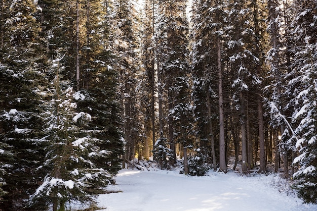 Strada ghiacciata tra filari di alberi innevati