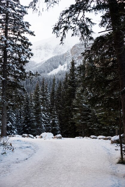 Strada ghiacciata tra filari di alberi innevati