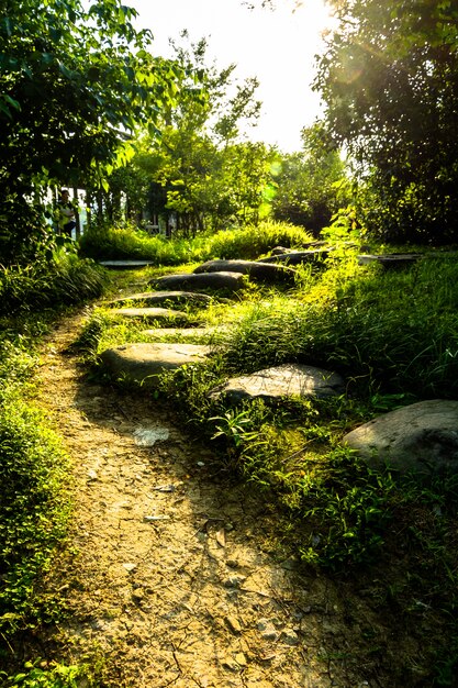 Strada in mezzo al campo