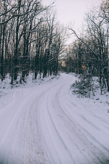 strada innevata tra gli alberi