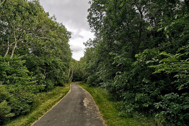 Strada solitaria in mezzo alla foresta