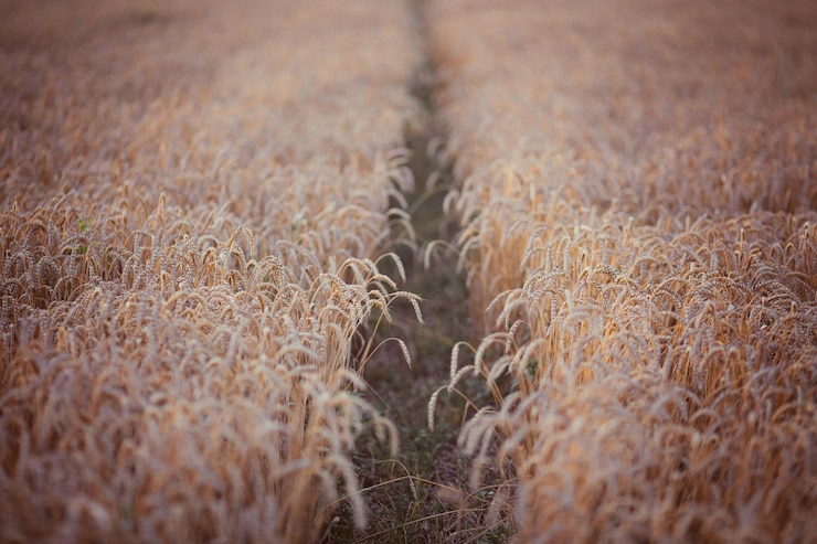 Foto gratuito strada sterrata in un campo di grano