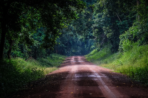 Strada sterrata nel mezzo di una foresta con alberi e piante