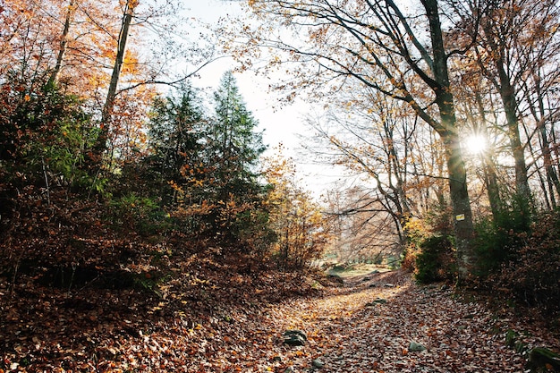 Strada sulla foresta in foglie d'autunno con luce solare