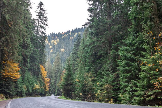 Strada tortuosa in zona montuosa in un bosco di conifere