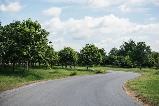 Strada tra gli alberi