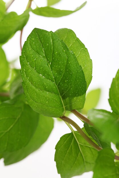 stretta di foglie di menta