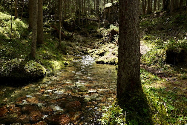 Stretto fiume in una foresta circondata da bellissimi alberi verdi
