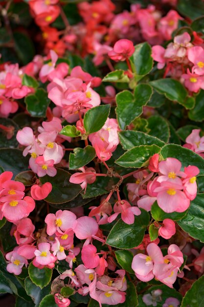 Struttura astratta dei gerani di caduta rosa Bluming