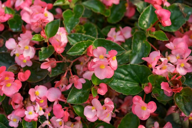 Struttura astratta dei gerani di caduta rosa Bluming