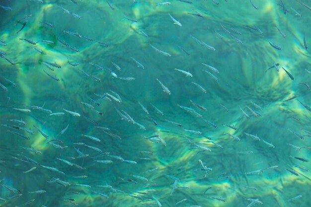 Struttura chiara dell'acqua dell'oceano