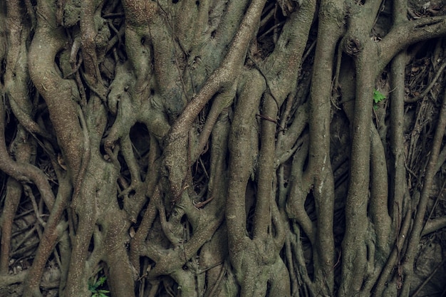 Struttura complessa delle radici di una conifera