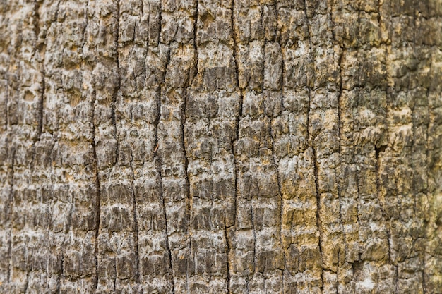 Struttura del fondo della corteccia di albero