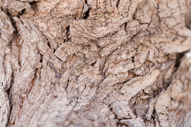 Struttura del legno alto vicino