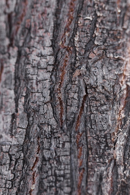 Struttura del legno alto vicino