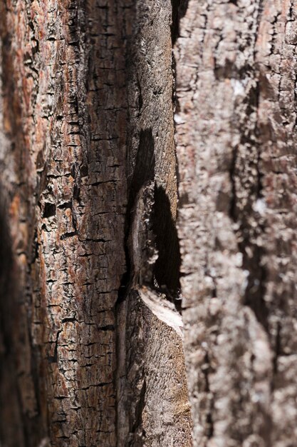 Struttura del legno alto vicino