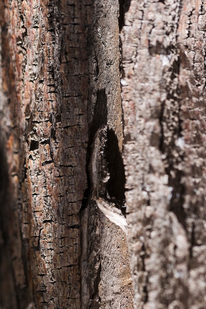 Struttura del legno alto vicino