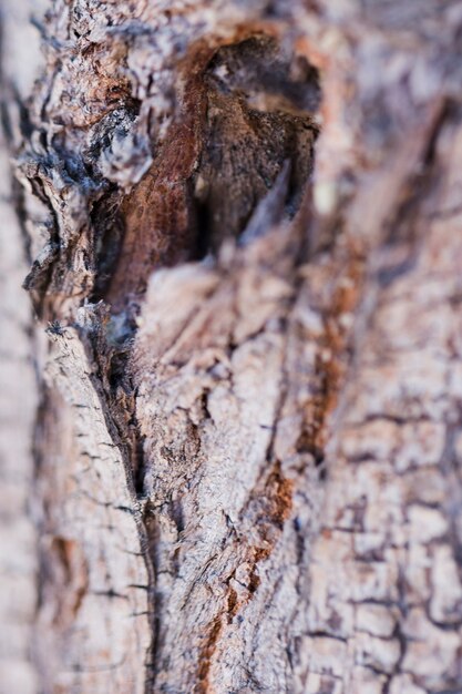 Struttura del legno alto vicino