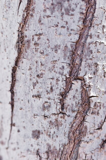 Struttura del legno alto vicino