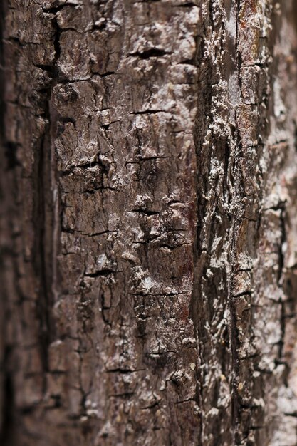 Struttura del legno alto vicino