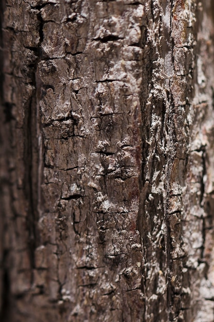 Struttura del legno alto vicino