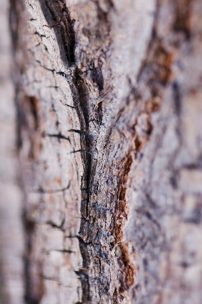 Struttura del legno alto vicino