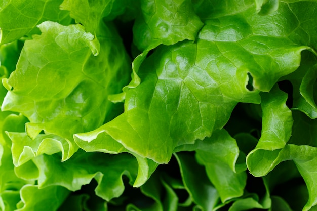 Struttura del primo piano di insalata