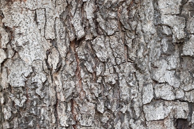 Struttura di corteccia di albero