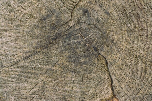 Struttura di legno del primo piano di un albero