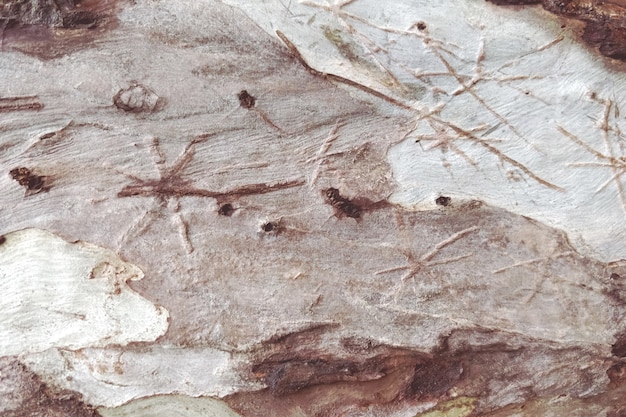 Struttura di legno dettagliata del fondo dell'albero