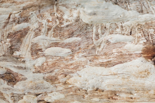 Struttura di legno invecchiata primo piano