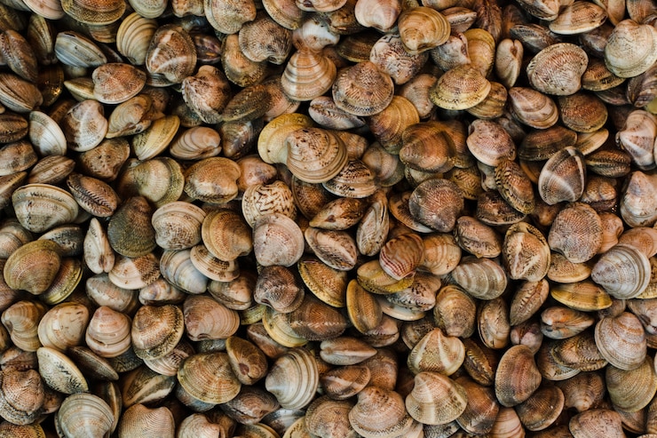 Foto gratuito struttura di seashell