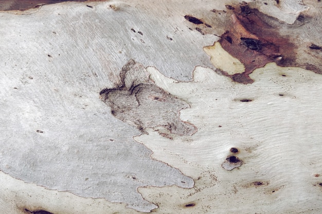 Struttura in legno del vecchio albero