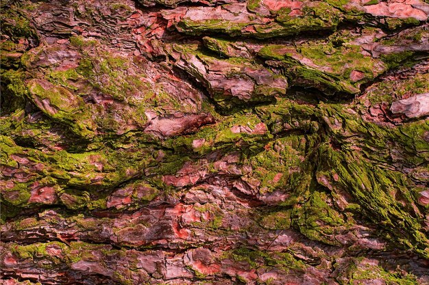 Struttura in rilievo di corteccia di pino con muschio verde Foto panoramica di una struttura in legno ai raggi del sole un'idea per uno striscione o uno sfondo