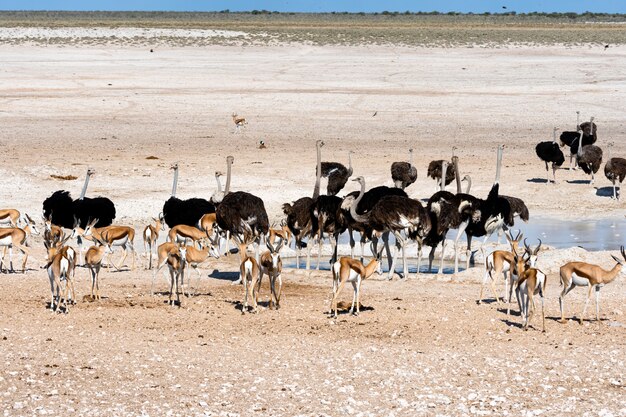 Struzzi nell'habitat naturale al parco nazionale di Etosha, Namibia, Sudafrica