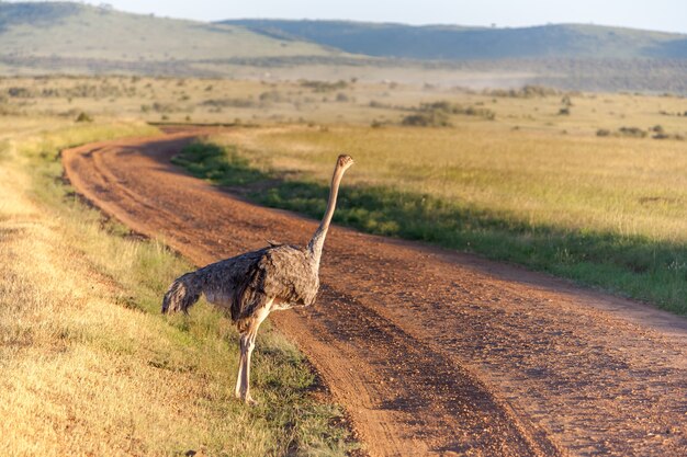 Struzzo che cammina sulla savana in Africa. Safari ad Amboseli, Kenya