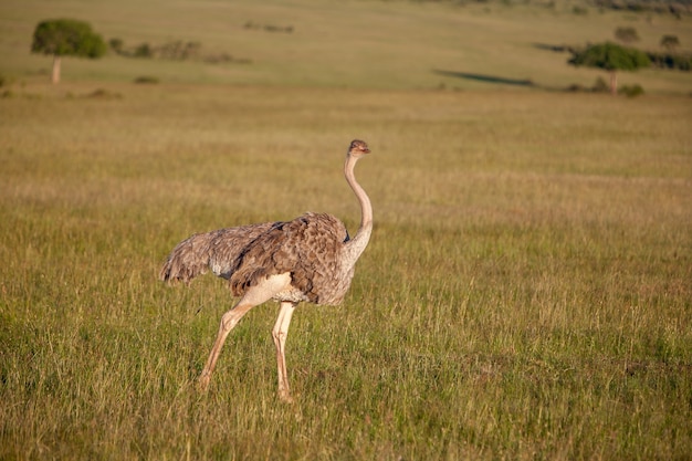 Struzzo che cammina sulla savana in Africa. Safari. Kenia