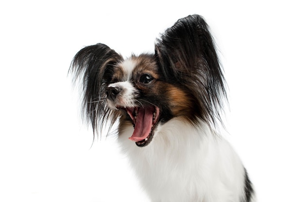 Studio shot del simpatico cane Papillon