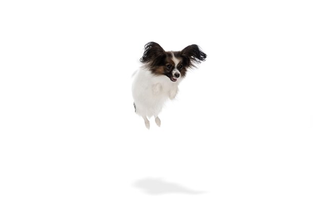 Studio shot di divertente cane Papillon isolato su bianco studio background