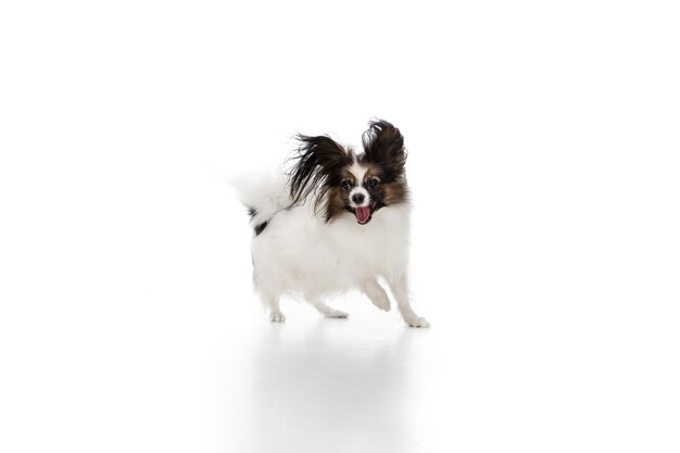 Studio shot di divertente cane Papillon isolato su white