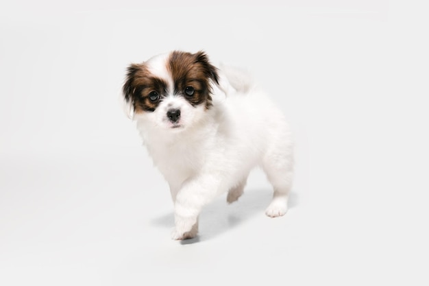 Studio shot di Papillon Fallen cagnolino isolato su bianco