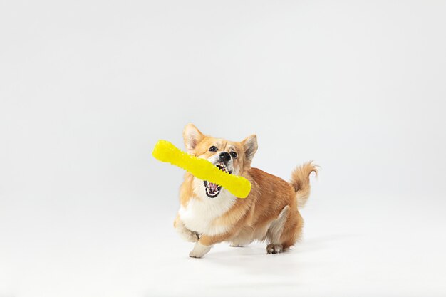 Studio shot di welsh corgi pembroke giocando