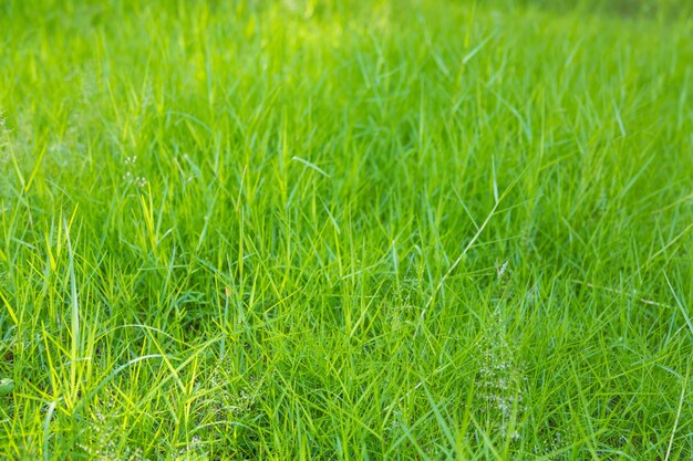 Sullo sfondo di prato con erba verde