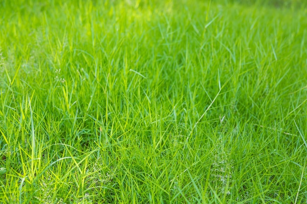 Sullo sfondo di prato con erba verde