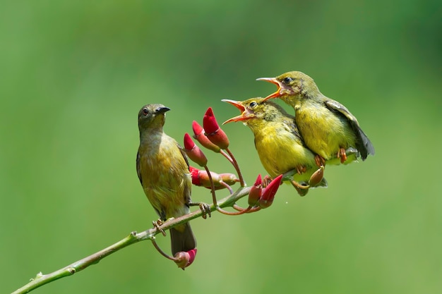 Sunbirds OliveBacked alimentando il bambino Cinnyris Jugularis