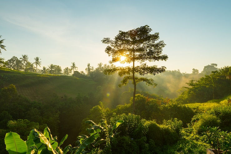 Foto gratuito sunrise sulla giungla di bali