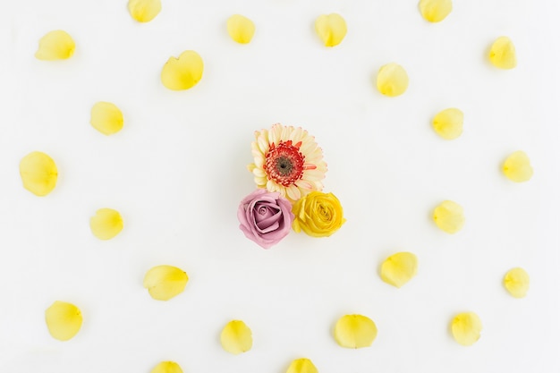 superficie bianca con petali gialli decorativi e tre fiori