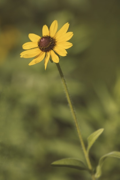 Susan dagli occhi neri in un giardino circondato dal verde sotto la luce del sole con uno sfondo sfocato