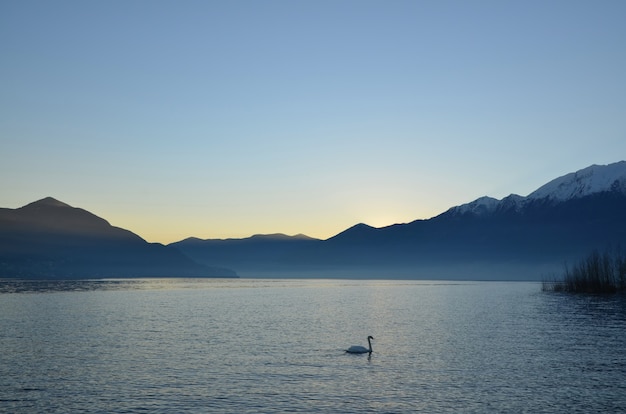 Swan nuotare nel Lago Maggiore alpino con montagne al tramonto in Ticino, Svizzera